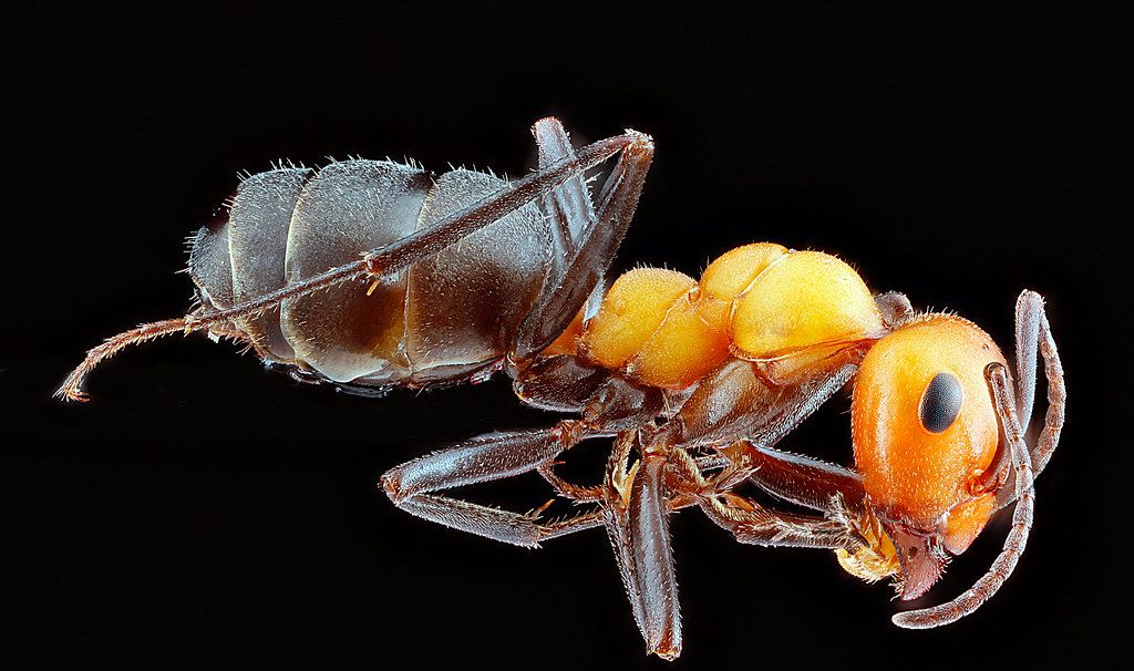 Ant Control service in Lodi, CA