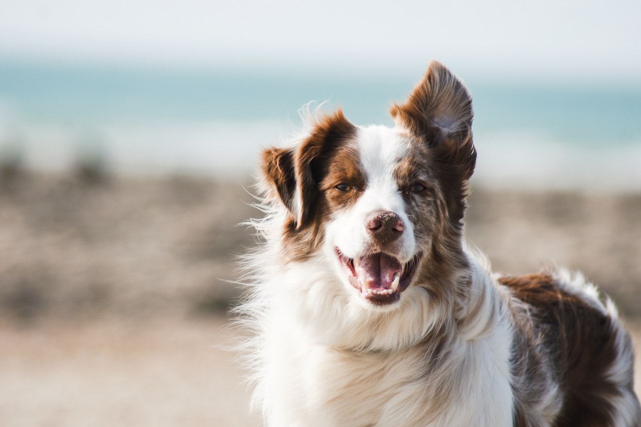 Flea & Tick Control service in Lodi, CA