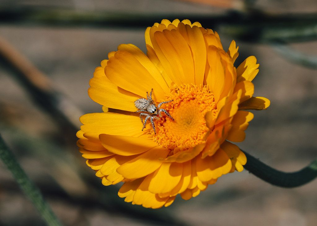 Spider Control service in Lodi, CA